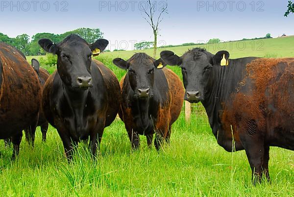 Domestic cattle