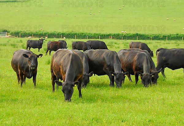 Domestic cattle