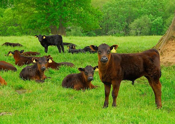 Domestic cattle