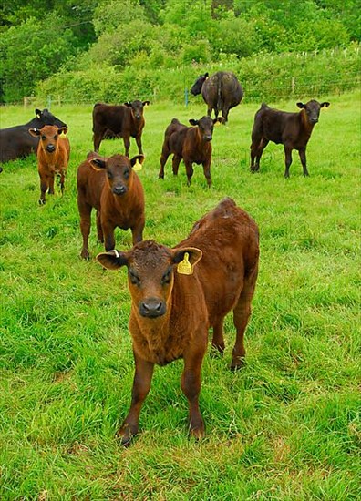 Domestic cattle