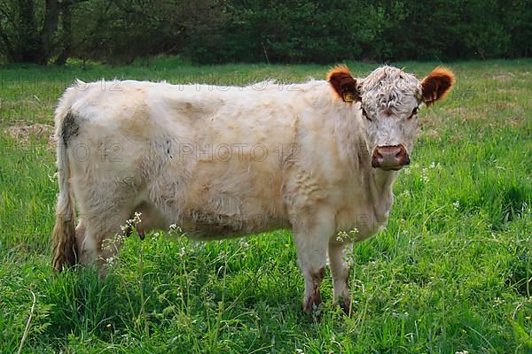 Domestic Cattle