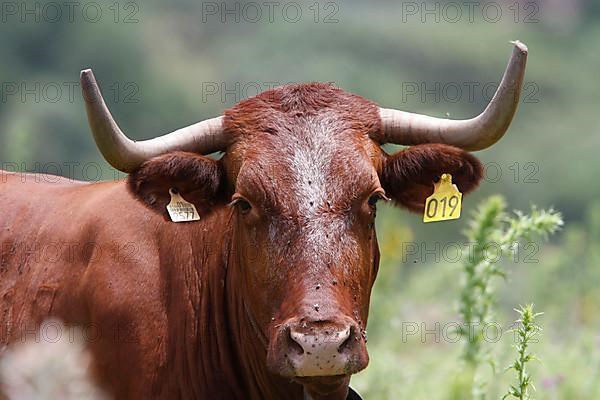 Domestic cattle