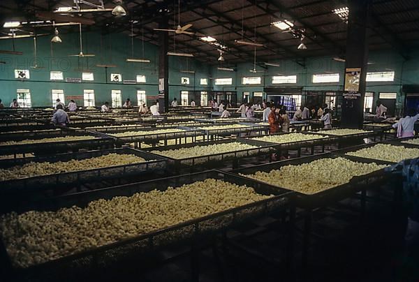 Government Cocoon Market at Ramanagaram