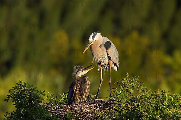 Great Blue Heron