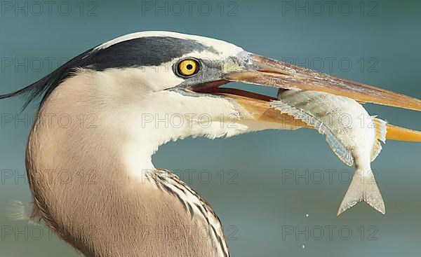 Great Blue Heron