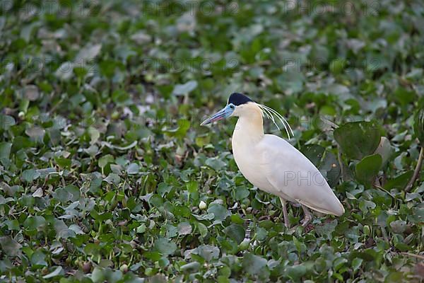 Capped heron