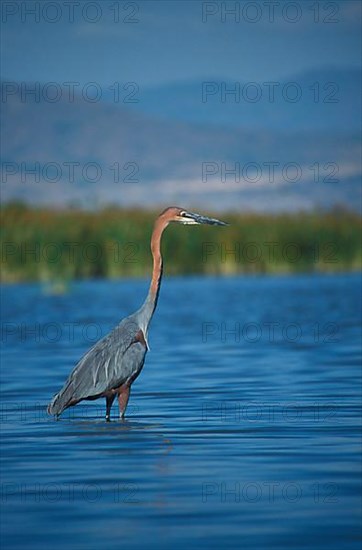 Goliath heron