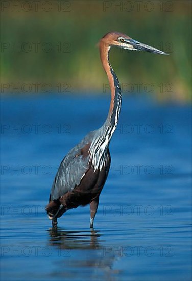 Goliath heron