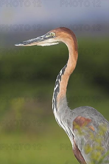 Goliath heron