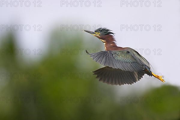 Green green heron