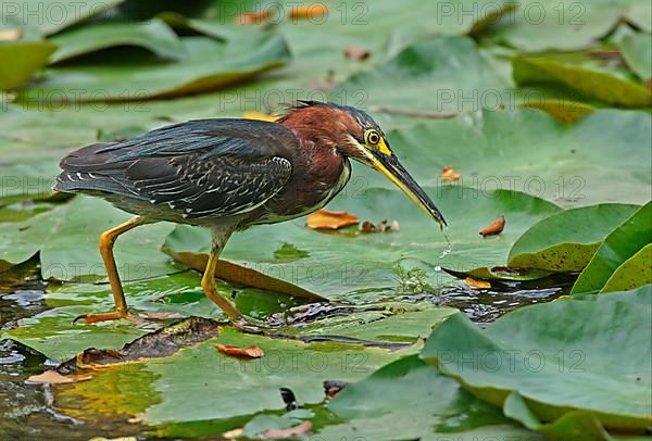 Green Heron