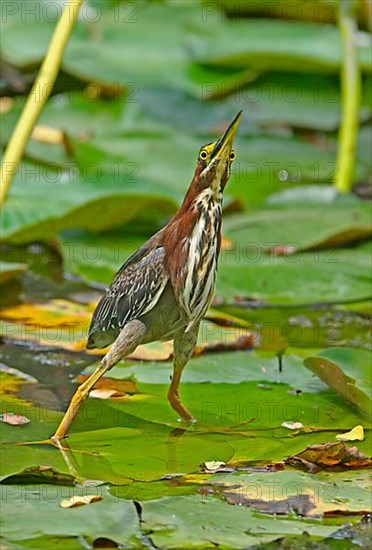 Green Heron