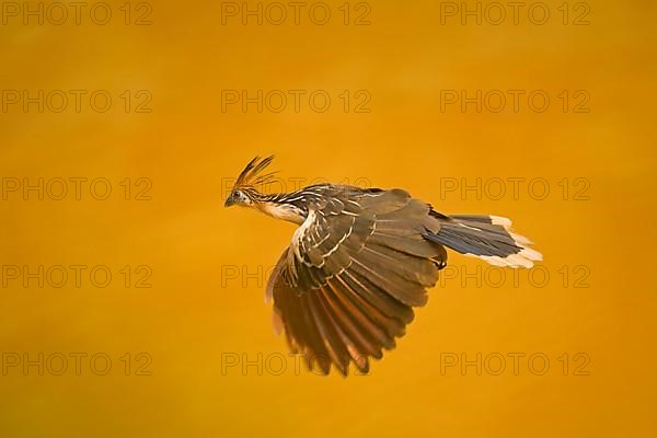 Hoatzin