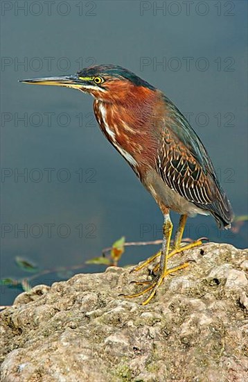 Green Heron