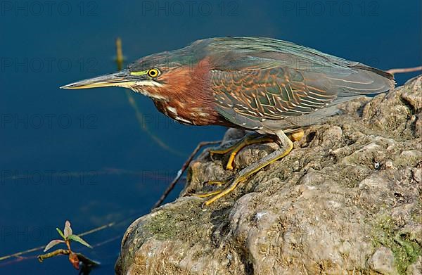 Green Heron