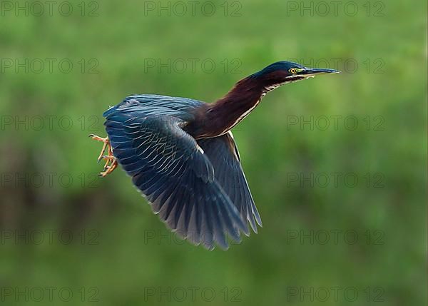 Green striated heron