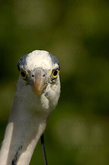 Grey heron