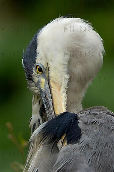 Grey heron