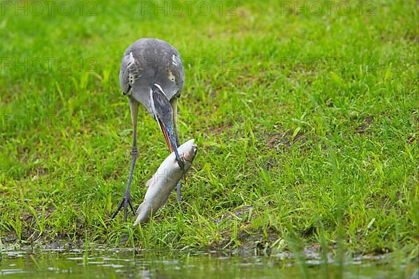 Grey heron