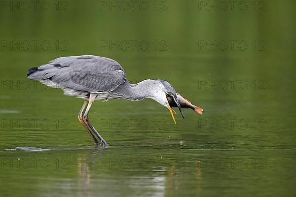 Grey heron