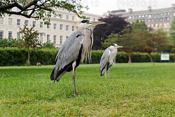 Grey heron