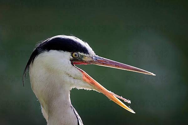 Grey heron