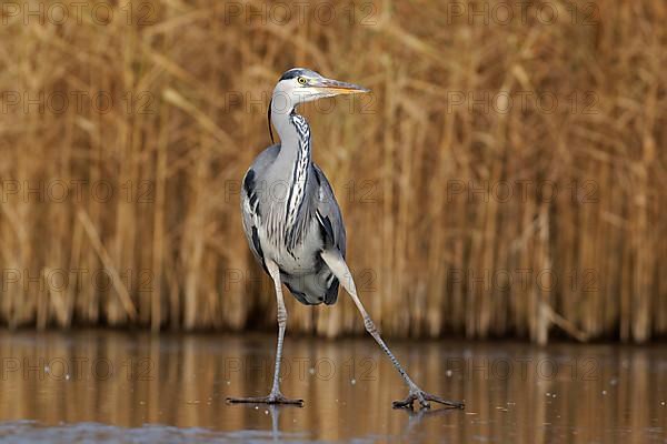 Grey heron