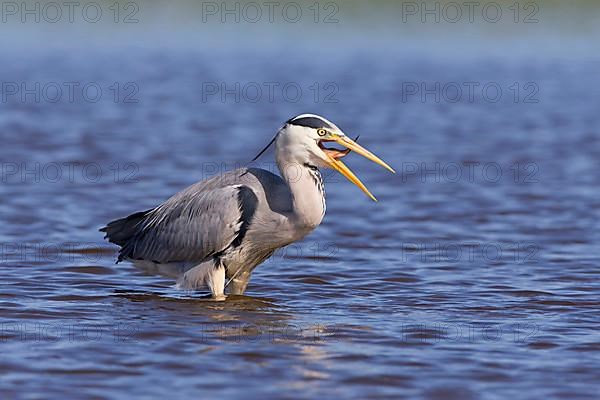 Grey Heron