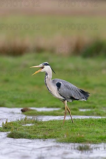 Grey Heron