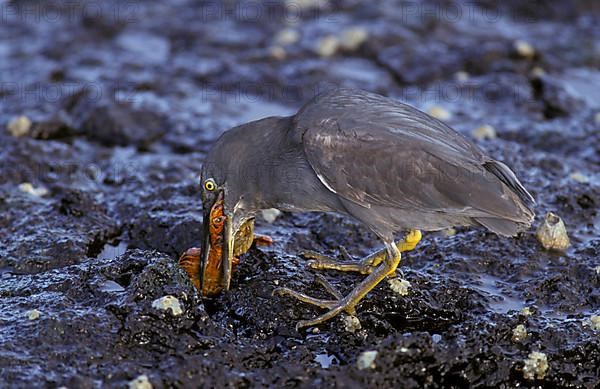 Galapagos Heron