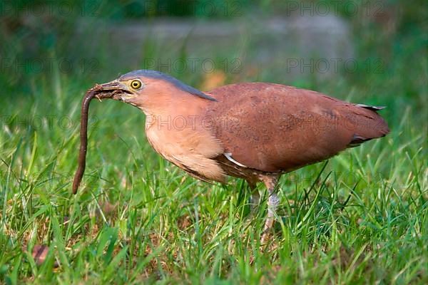 Malayan malayan night heron