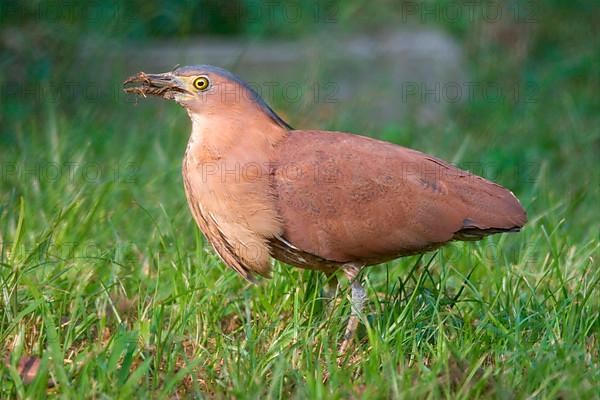 Malayan malayan night heron