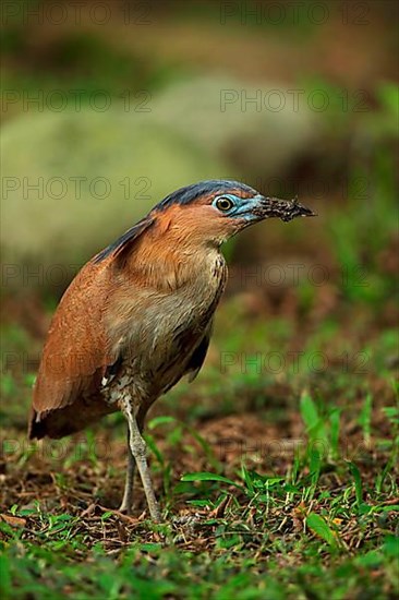 Malayan malayan night heron