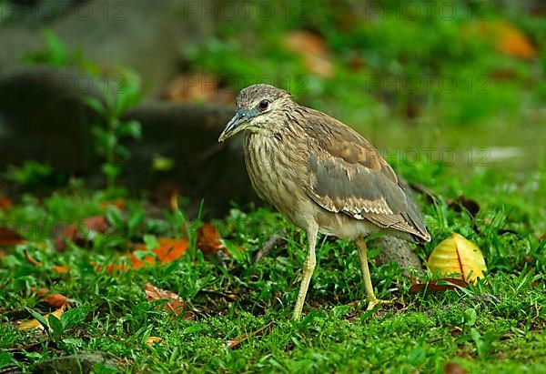 Malayan malayan night heron