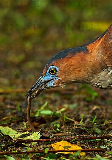 Malayan malayan night heron