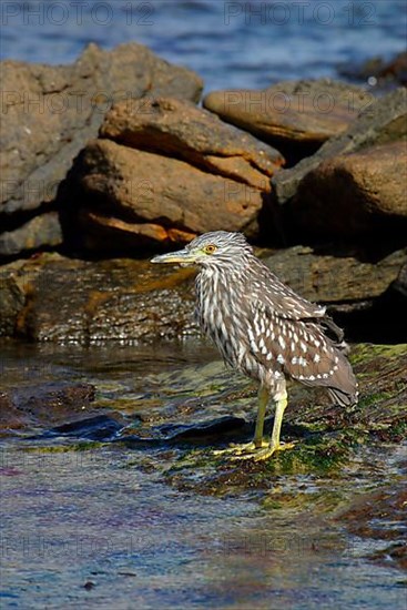 Black crowned night heron