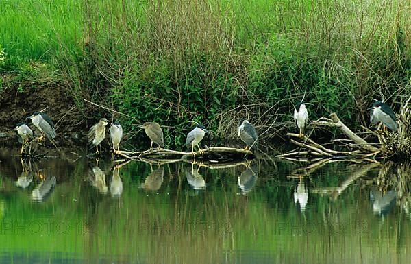 Black-crowned Night-Heron