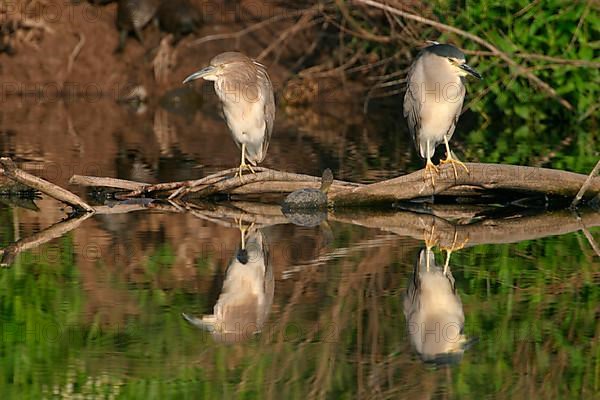 Night heron