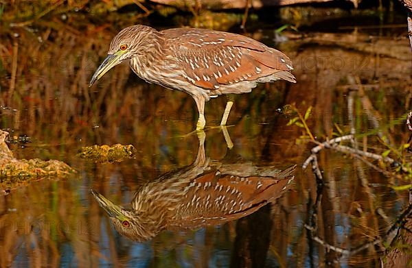 Black-crowned Night-Heron