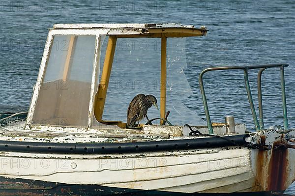 Black-crowned Night-Heron