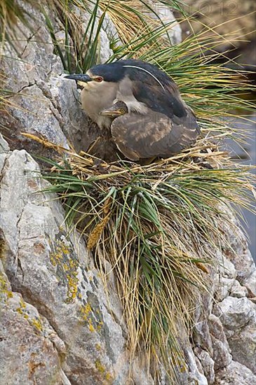 Black-crowned Night-Heron