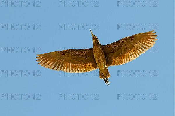 Black-crowned Night-Heron