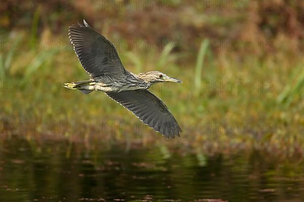 Black-crowned Night-Heron