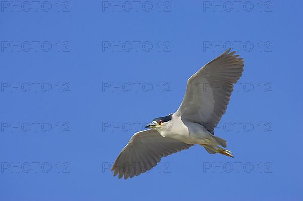 Black-crowned Night-Heron