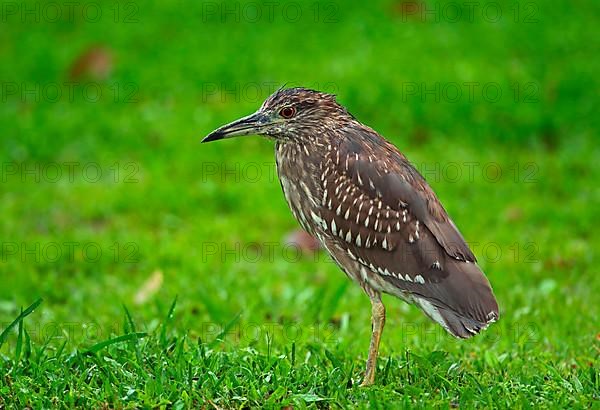 Black-crowned Night-Heron