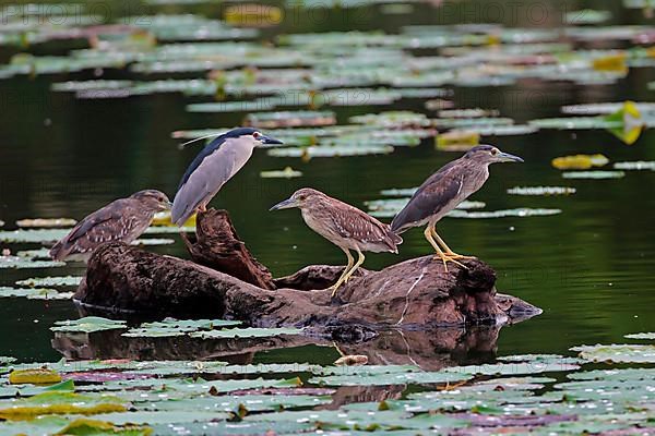 Black-crowned Night-Heron