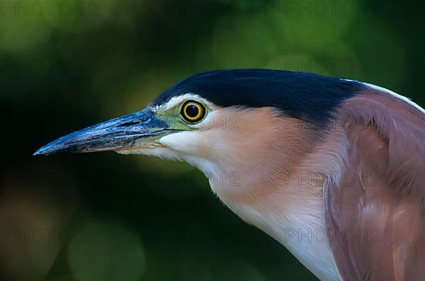 South Sea Night-Heron