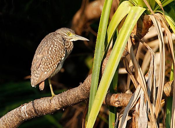 South Sea Night-Heron