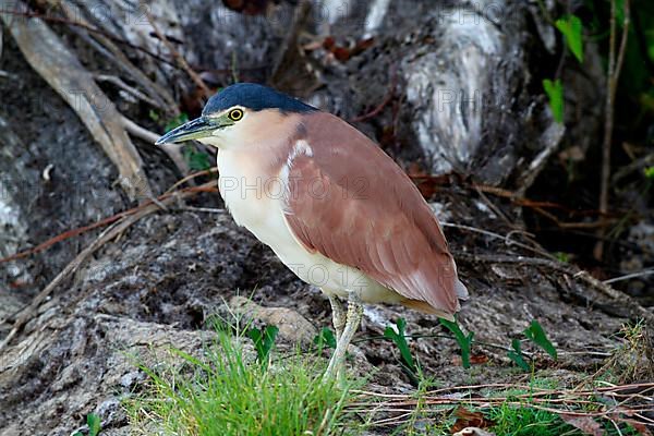 South Sea Night-Heron