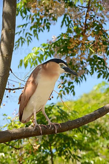 South Sea Night-Heron